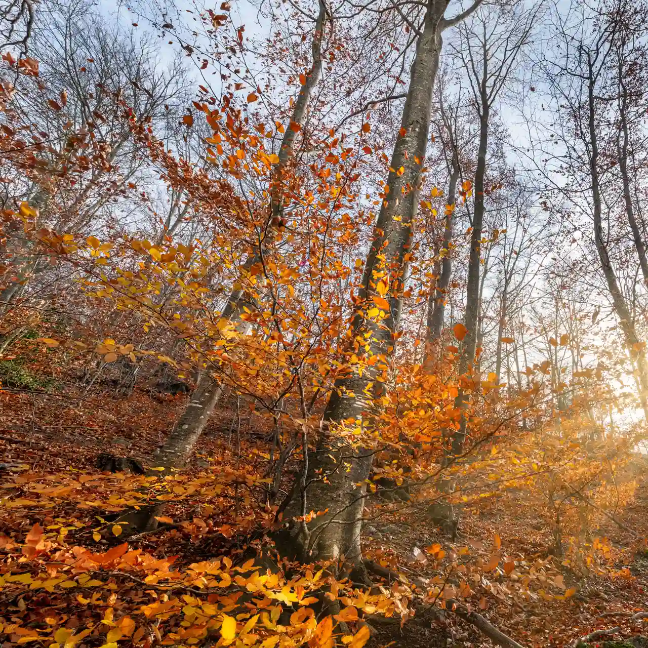 Aquí va una foto que identifica a la sección